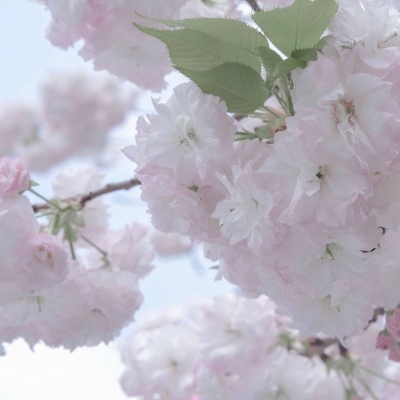 瀍河福瑞交流群